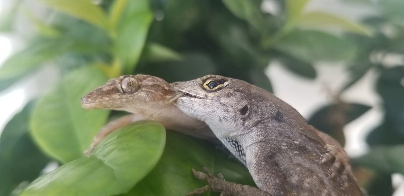 Brown anole