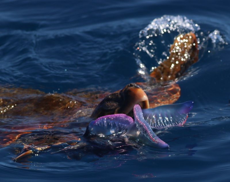 Loggerhead turtle