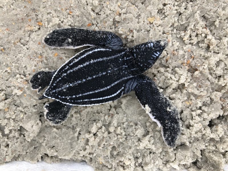 Leatherback turtle