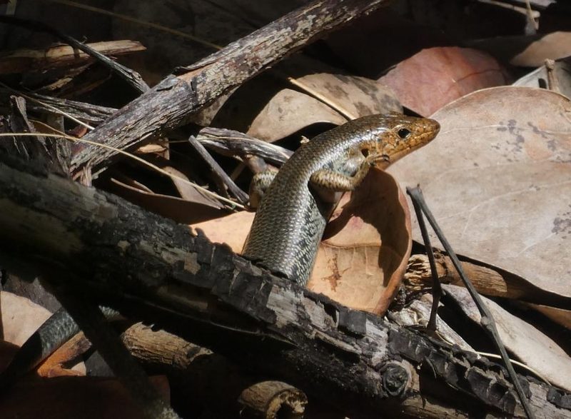 Bermuda skink (rock lizard)