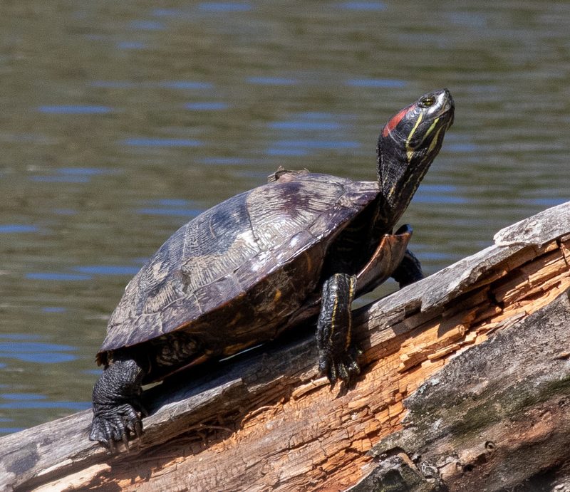 Red-eared slider