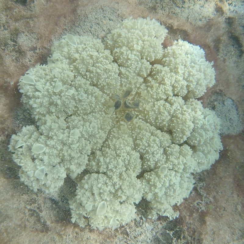 Upside-down jellyfish