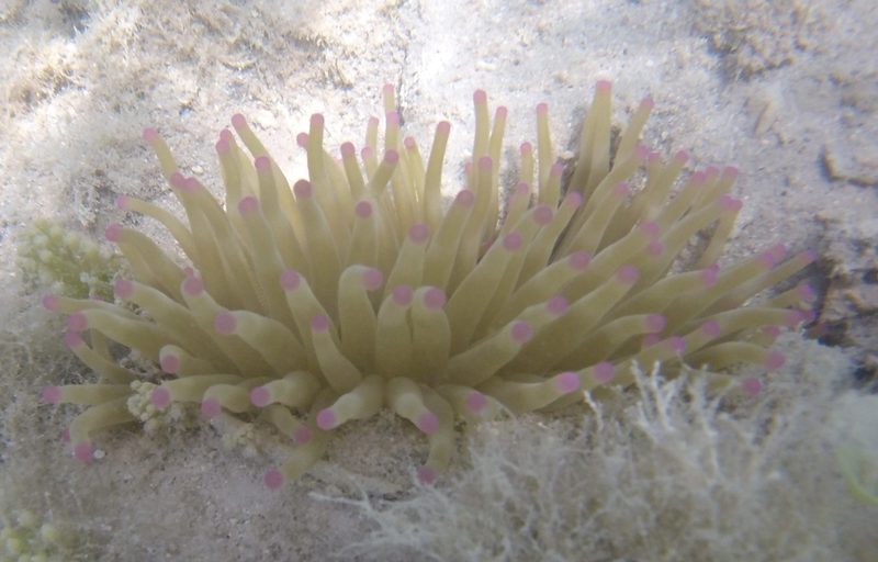 Giant anemone
