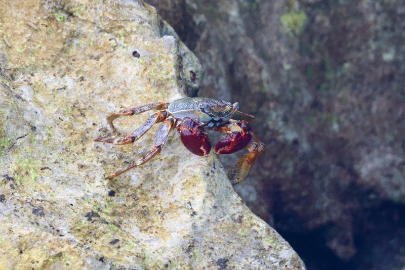 Sally lightfoot crab