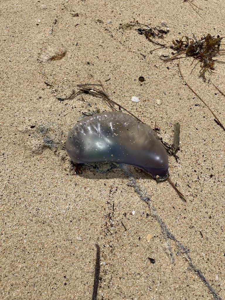 Portuguese man o' war